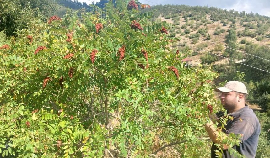Kahramanmaraş'ta ilk defa alanlar gelecek yıl daha fazla alıyorlar: Doğada kendiliğinden yetişiyor!