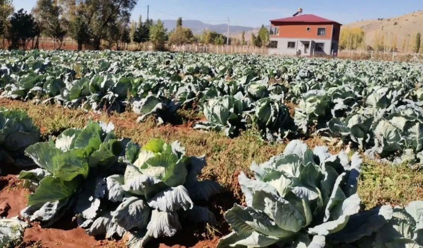 Kahramanmaraş'ta Dev Lahana Hasadı: 10 Bin Ton Rekor Verim