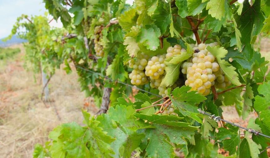 Kahramanmaraş'ta Kabarcık Üzüm Hasadı Başladı