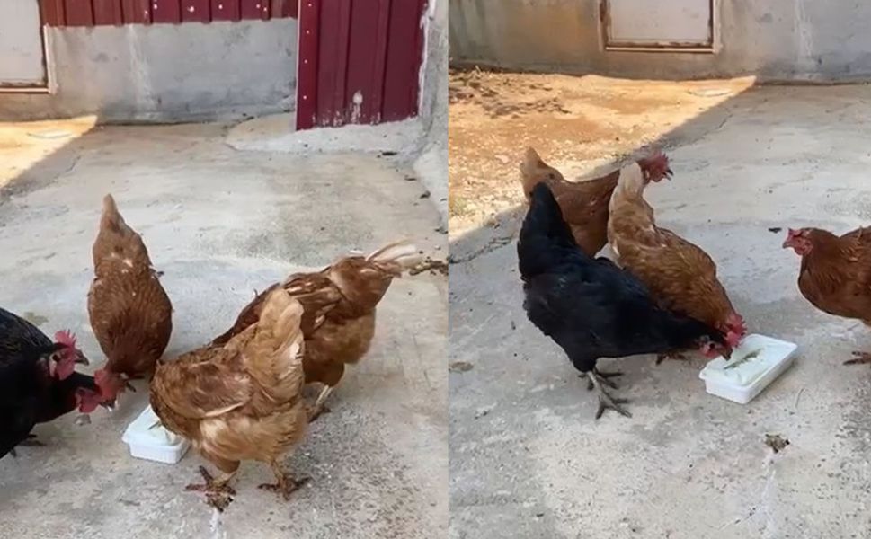 Kahramanmaraş'ta tavuklar dondurmayı çok sevdi!