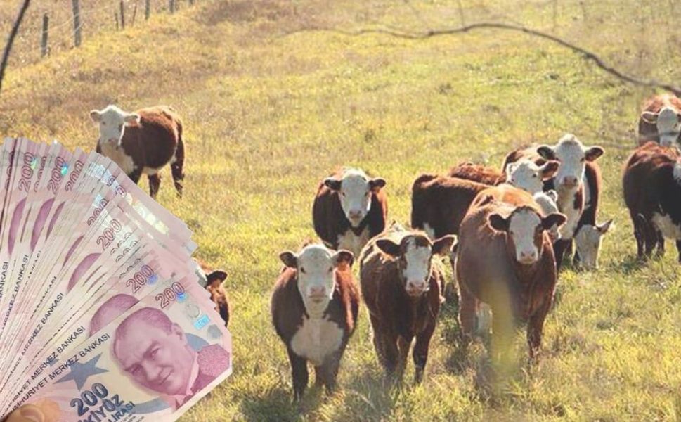 Kahramanmaraş'ta Besicilere Müjde: Destek Başvuru Tarihleri