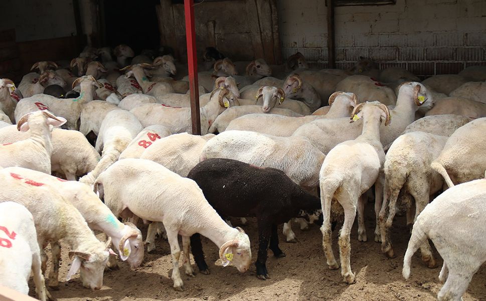 Kahramanmaraş’ta küçükbaş yetiştiricilerine destek başvuruları başladı