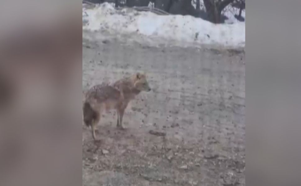 Kahramanmaraş'ta aç kurt yerleşim alanına indi