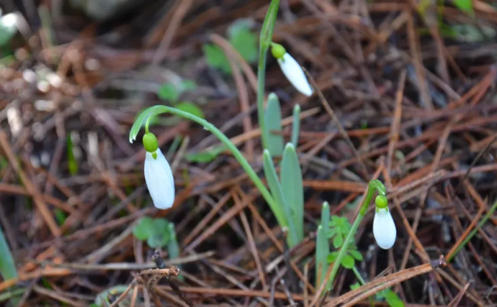 Kahramanmaraş'ta koparan yandı: Ceza 700 bin liraya dayandı