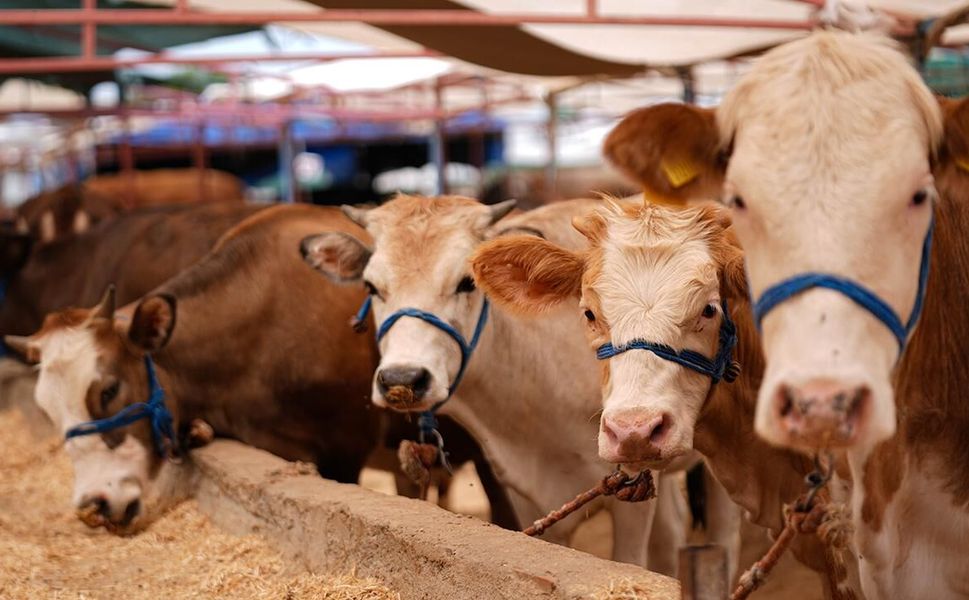 Kurbanlık Arayanlar Dikkat! Kahramanmaraş’ta 2026 Fiyatları Belli Oldu