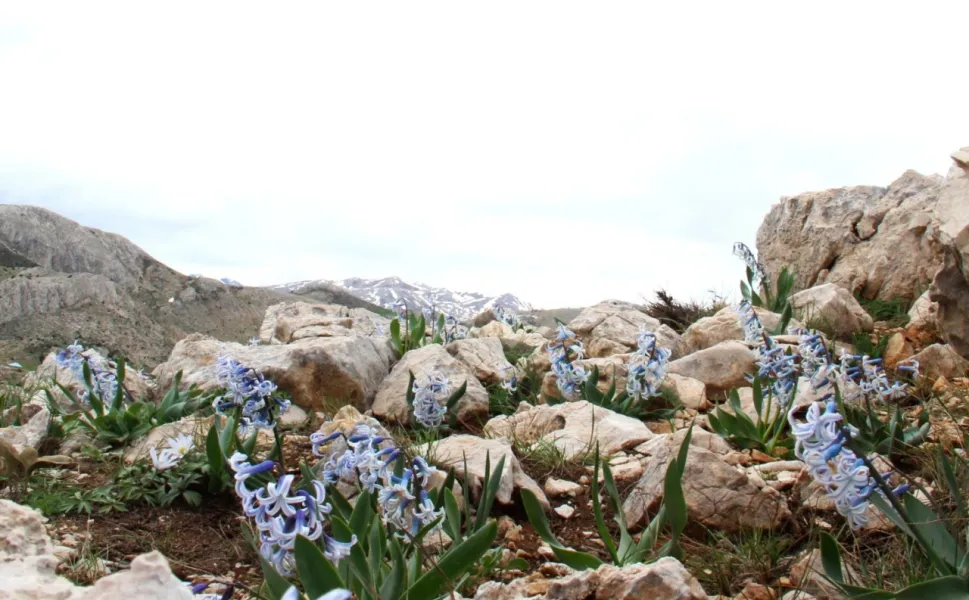 Kahramanmaraş Afşin'de Karların Arasından Çıkan Mucize Çiçek