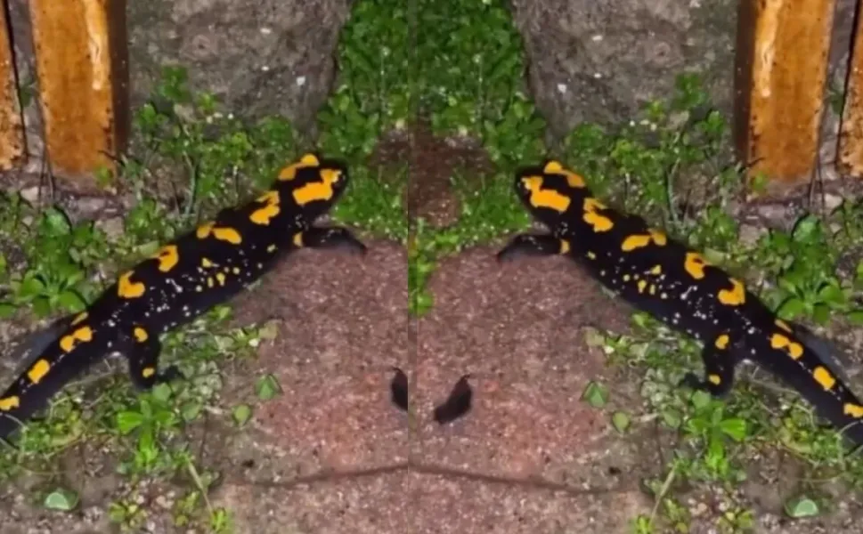 Nesli tükenme tehlikesinde: Kahramanmaraş'ta görüldü