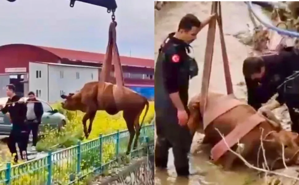Kahramanmaraş'ta Kanala Düşen İnek İtfaiye Tarafından Kurtarıldı