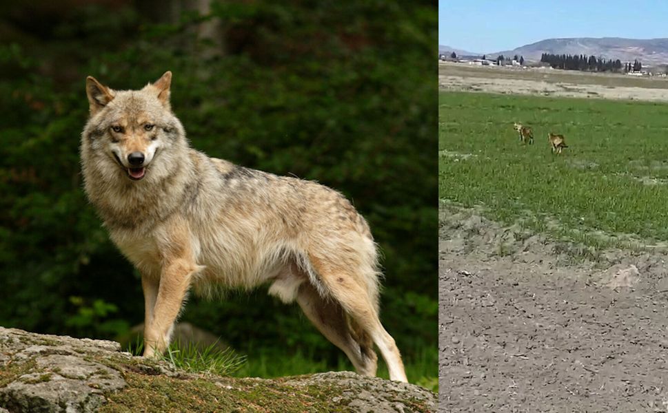 Kahramanmaraş’ta Kurtlar Yerleşim Yerine İndi