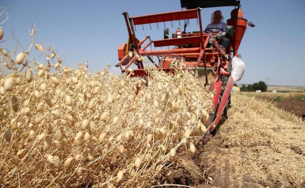 Kahramanmaraş'ta Nohut Üretimi Şaha Kalktı: Hibe Desteği Etkisi