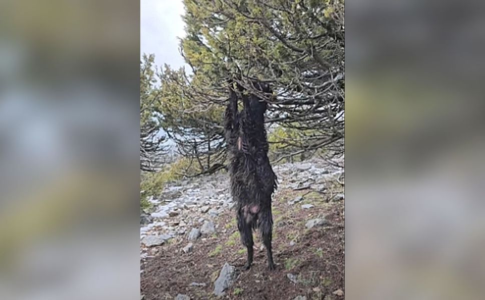 Nurhak'ta İnanılmaz Olay: Ağaca Tırmanan Keçi Dallarda Can Verdi