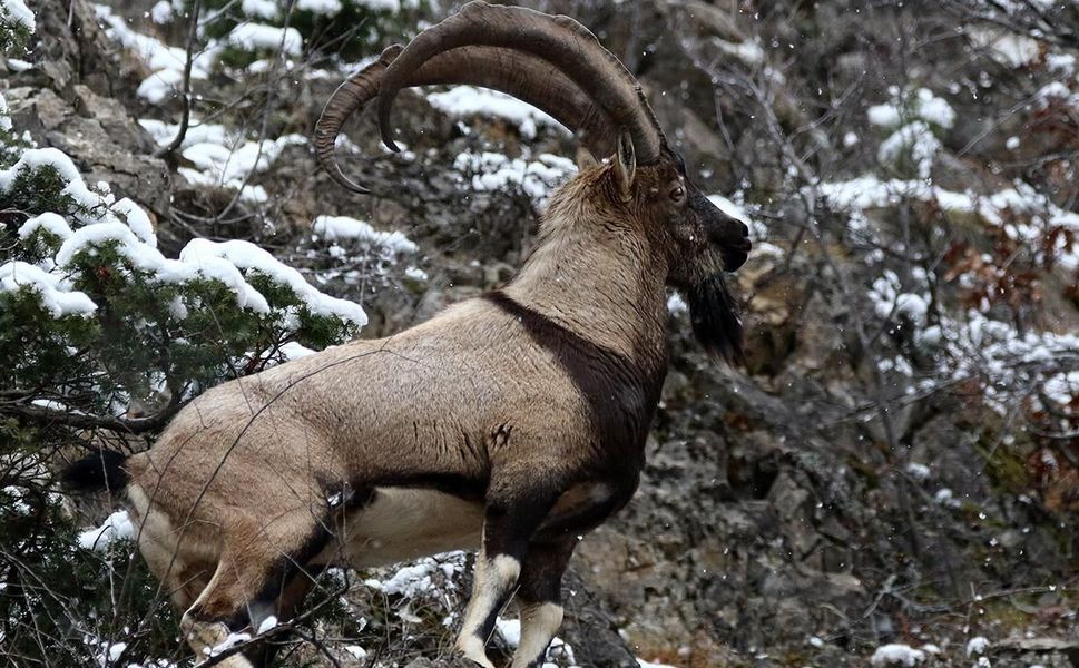 Kahramanmaraş’ta Yaban Keçisi Sayısı 1100’e Yükseldi
