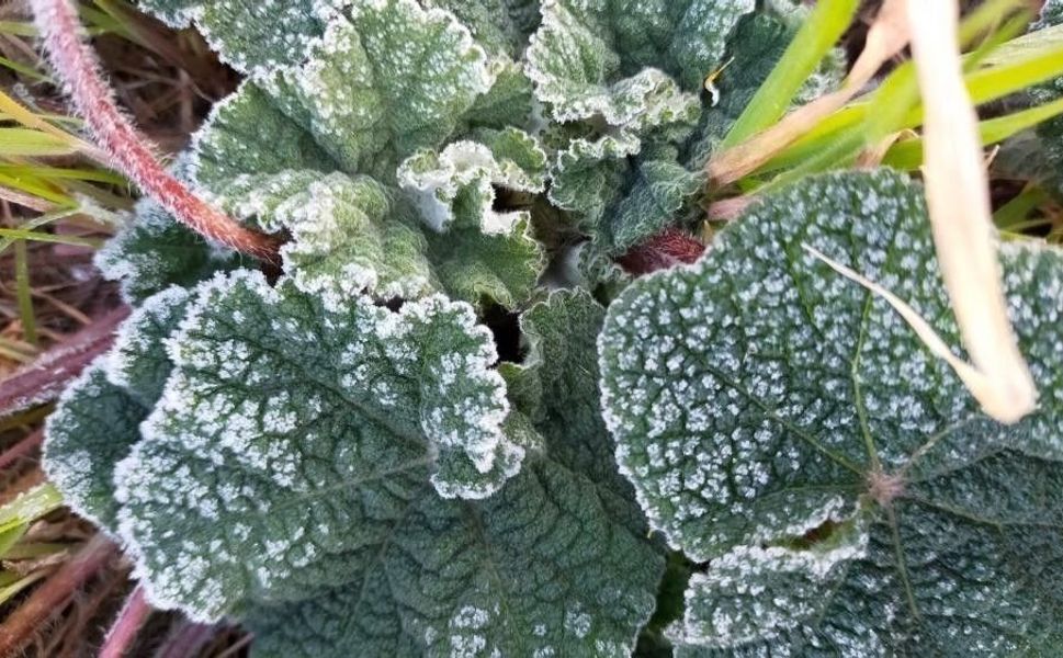 Kahramanmaraş'ta Tarımsal Alarm: Bakanlık Zirai Don Riskine Karşı Uyardı