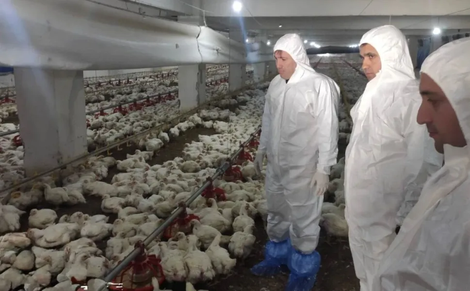 Tabağınızdaki Tavuk Güvende mi? Kahramanmaraşlı Ekipler Gece Gündüz Sahada