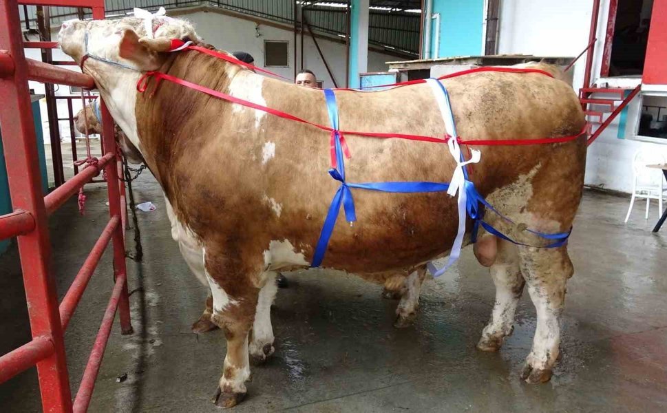 Kahramanmaraş'ta Kurban Bayramı öncesi cepler fena yanacak!