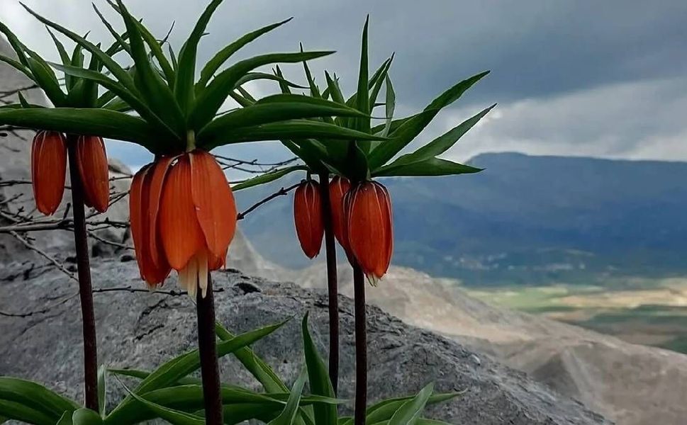 Kahramanmaraş'ta bu çiçeği koparan yarım milyondan fazla ödüyor!