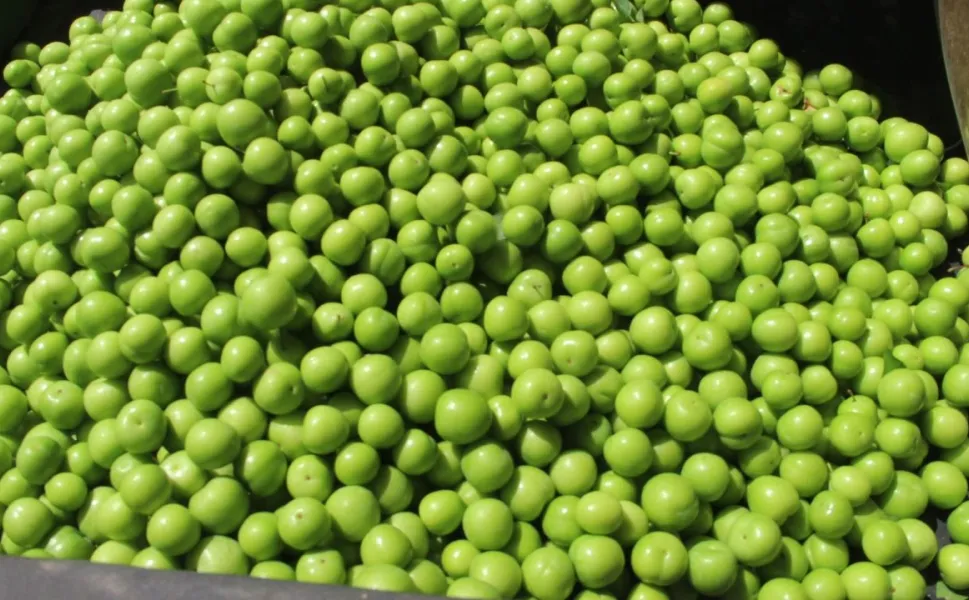 Kuyumcu vitrini değil, manav tezgâhı: Yeşil erik Kahramanmaraş'a lüks geldi!