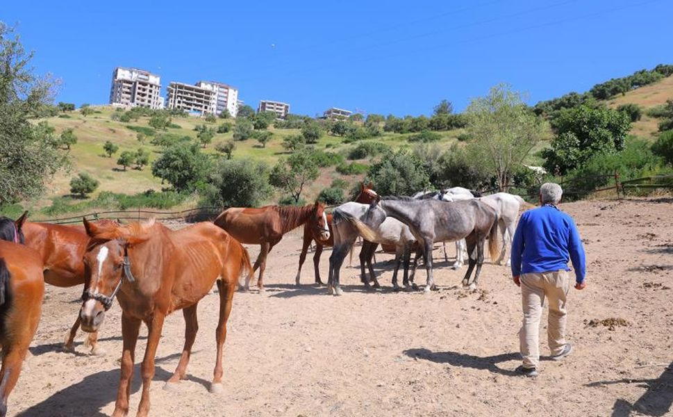 Kahramanmaraş’ta "dört nala" operasyon! Atların sahibine müjde