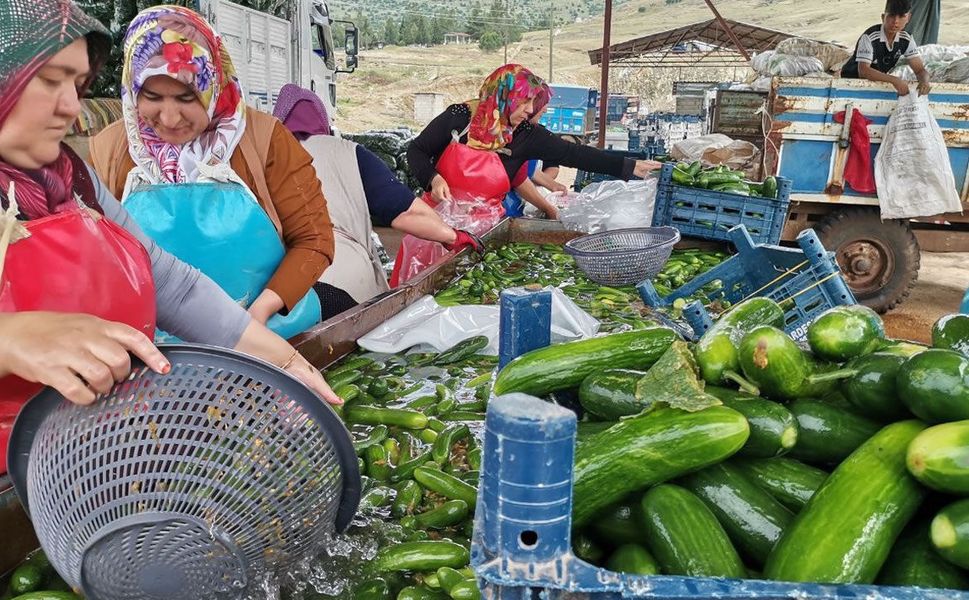 Kahramanmaraş'ta hasat bereketi: Salatalık hasadı başladı