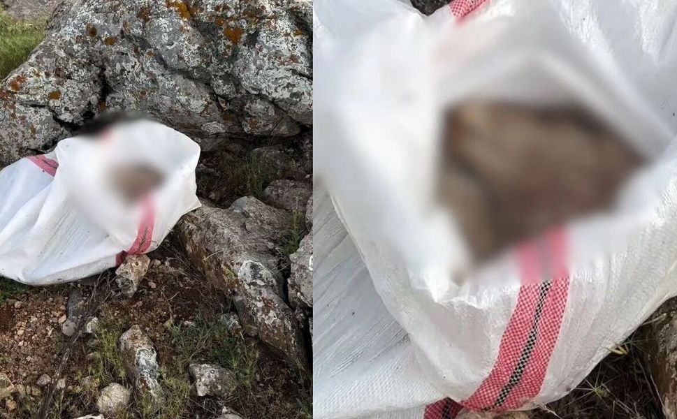 Elbistan'da Üzücü Manzara: Bir Canlı Vahşice Katledildi