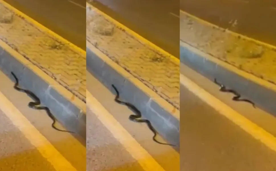 Kahramanmaraş'ta yılanlar köyden şehre indi! Dört bir yanda kol geziyorlar