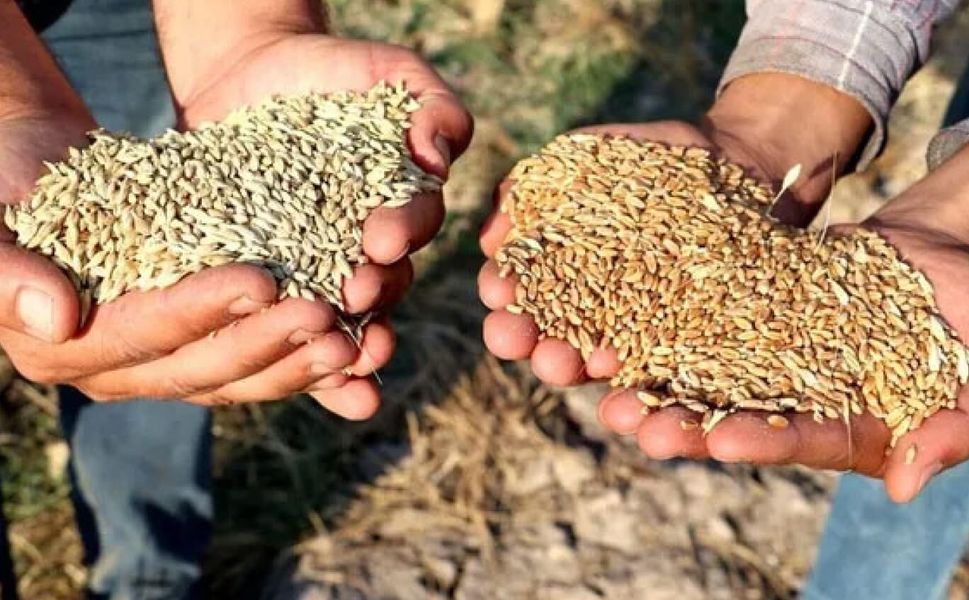 Kahramanmaraş'ta Buğday ve Arpa Fiyatları Netleşti: Sert Buğdayda Büyük Hareketlilik!