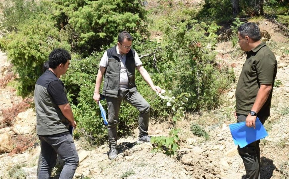 Kahramanmaraş'ta gelir getirici ağaçlandırma çalışmaları sürüyor