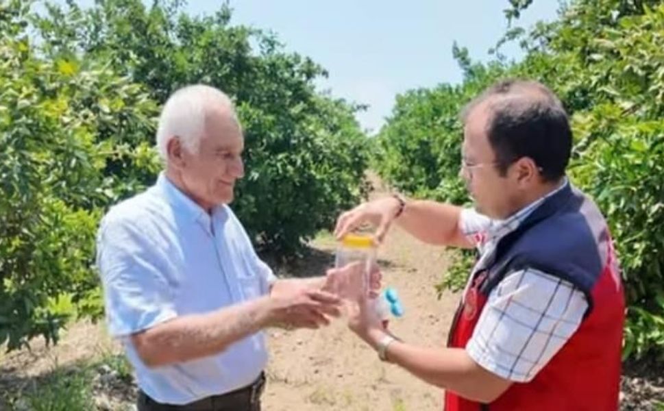 Kahramanmaraş’ta "Faydalı Böcek" Seferberliği: Narenciyede Kimyasala Son!