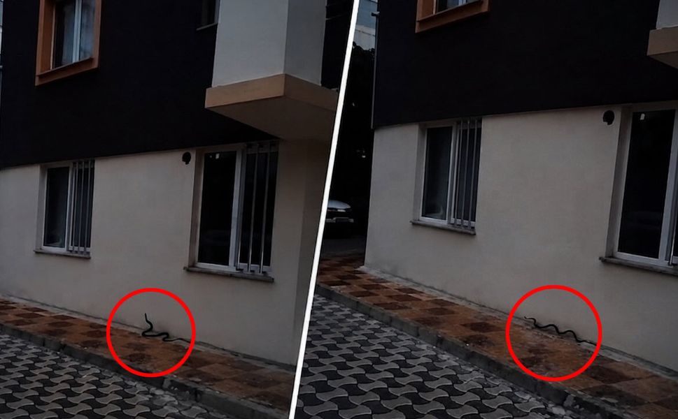 Kahramanmaraş'ta apartmanda yılan paniği! Vatandaşlar büyük korku yaşadı