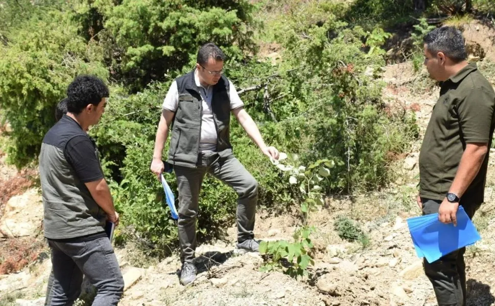 Kahramanmaraş'ta Gelir Getiren Ağaçlandırma Çalışmaları Hız Kazandı