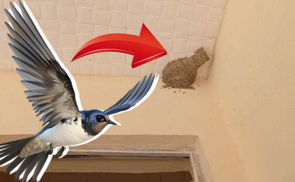 Kahramanmaraş'ta kuşlar neden balkonları seçiyor? İşte merak edilen nedenler