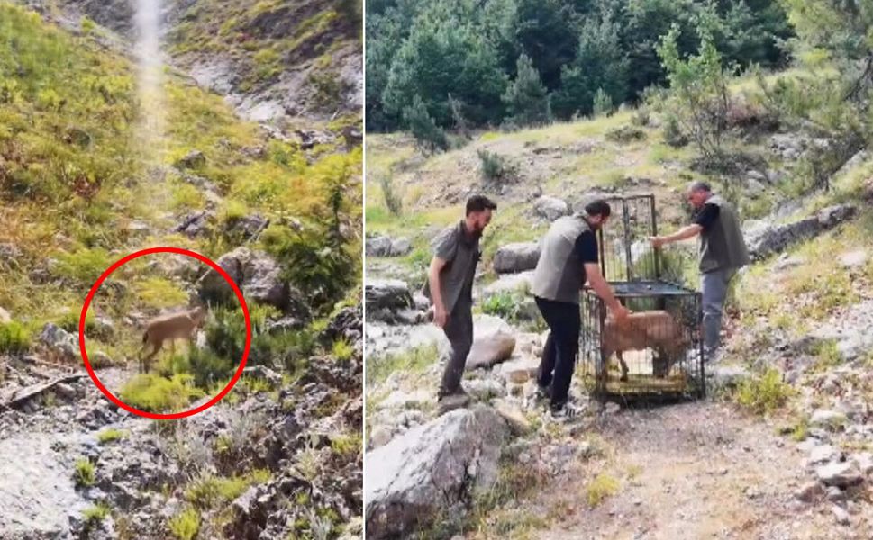 Kahramanmaraş'ta yaralı dağ keçisi tedavi edildikten sonra doğaya salındı