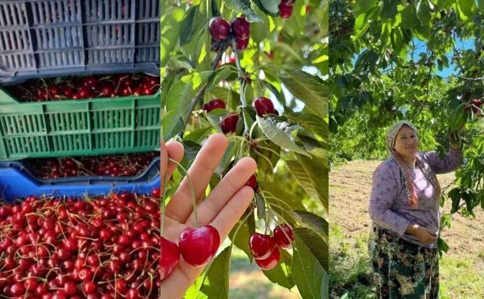 Kraliçe Elizabeth'e bile gönderilmişti... Kahramanmaraş'ta hasadı başladı
