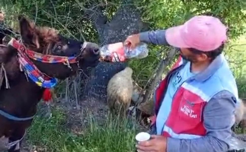 Kahramanmaraş’ta ‘Vefalı Güllü’ Sosyal Medyanın Gözdesi Oldu