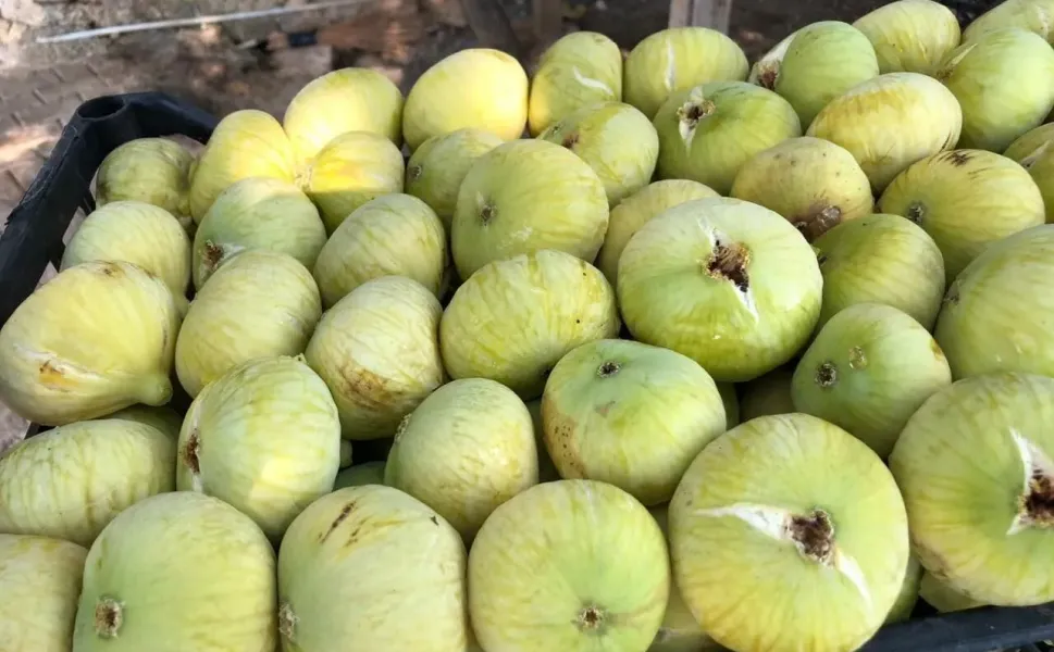 Kahramanmaraş’ta Abbas İnciri Hasadı Başladı