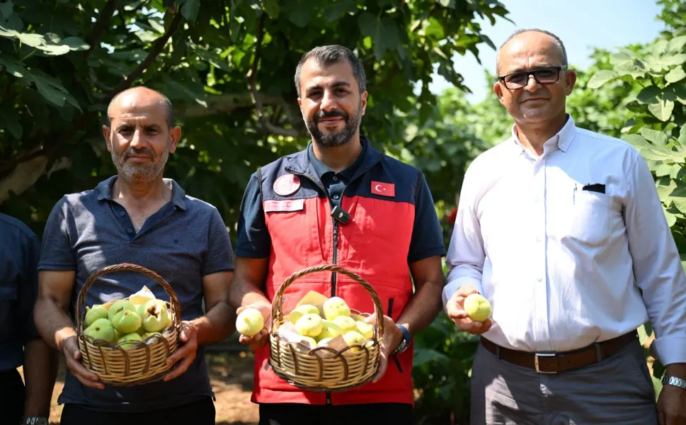Kahramanmaraş’ta incir bereketi: Abbas İnciri hasadı başladı