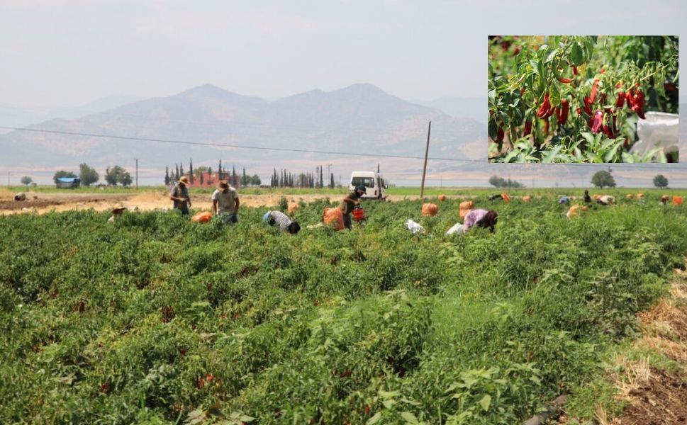 Gaziantep İslahiye’de Kırmızı Biber Hasadı Başladı