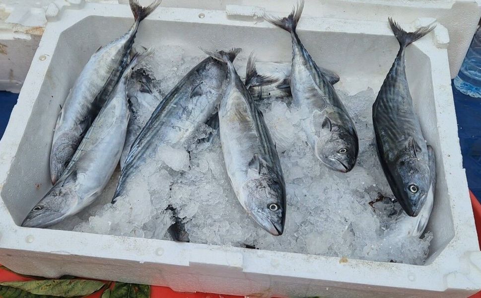 Tekirdağ pazarında palamut fiyatı düştü