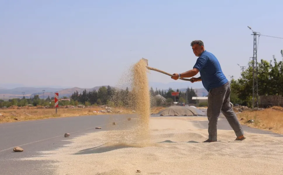 Kahramanmaraş’ta ak darı bereketi: 8 bin dönüme yakın ekim yapıldı