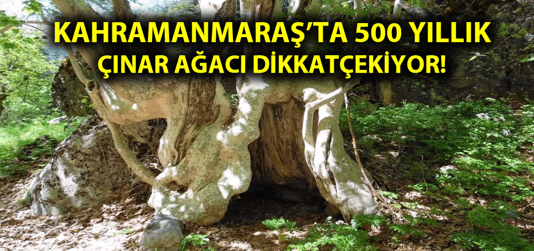 Kahramanmaraş'ta 500 yıllık çınar ağacı dikkat çekiyor!