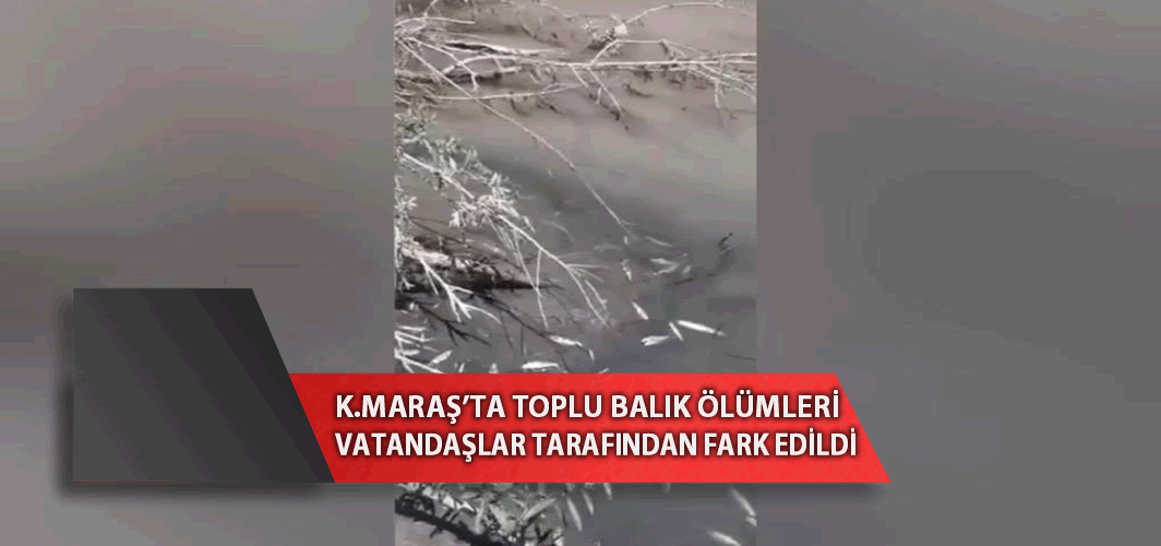 Kahramanmaraş'ta toplu balık ölümleri vatandaşlar tarafından fark edildi!