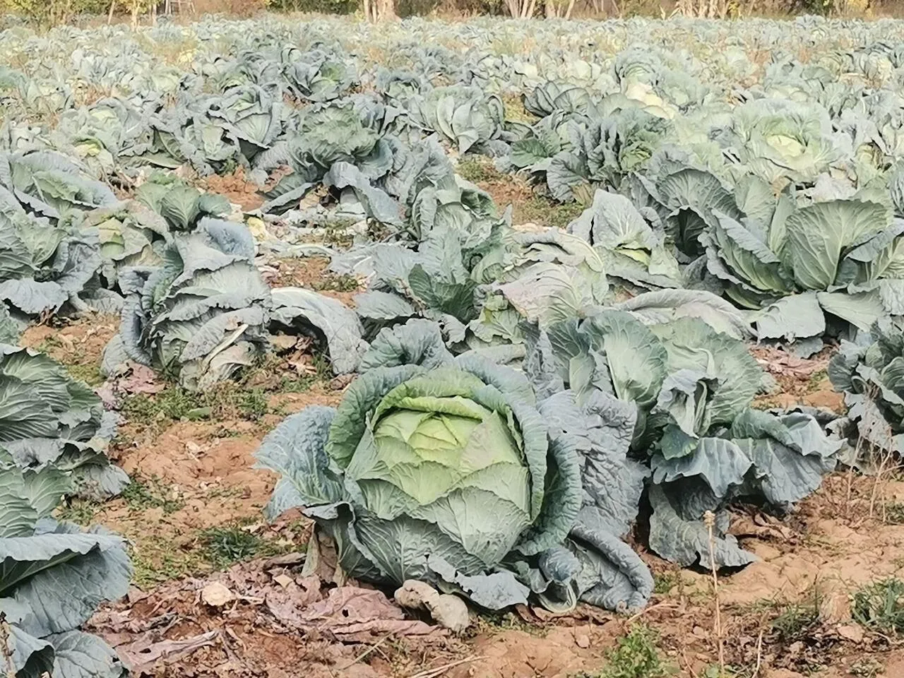 Gorenler Bir Daha Bakiyor Kahramanmarasta 60 Kiloluk Dev Lahana