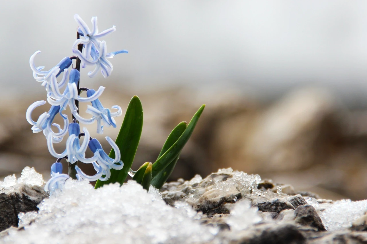 Kahramanmaras Afsinde Gorsel Solen Karlarin Arasindan Cikan Kaya Sumbulleri 2