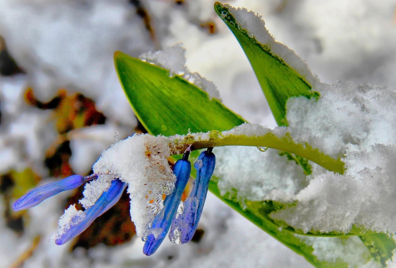 Kahramanmaras Afsinde Gorsel Solen Karlarin Arasindan Cikan Kaya Sumbulleri 4