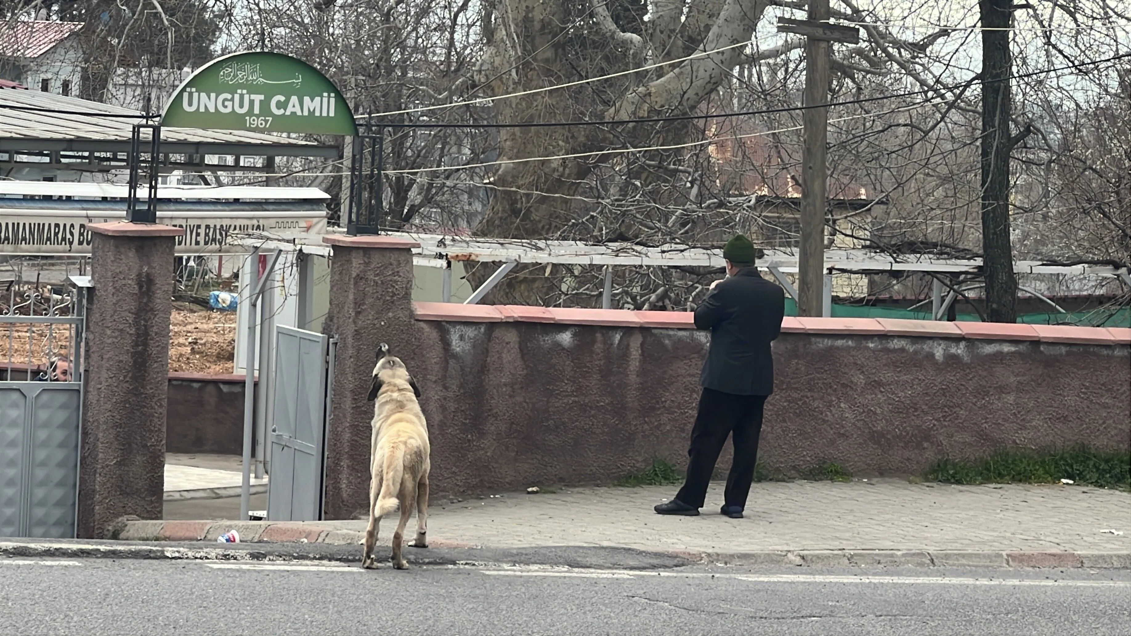 Kahramanmarasta Cami Onunde Kopek Ezanla Birlikte Uladi 3