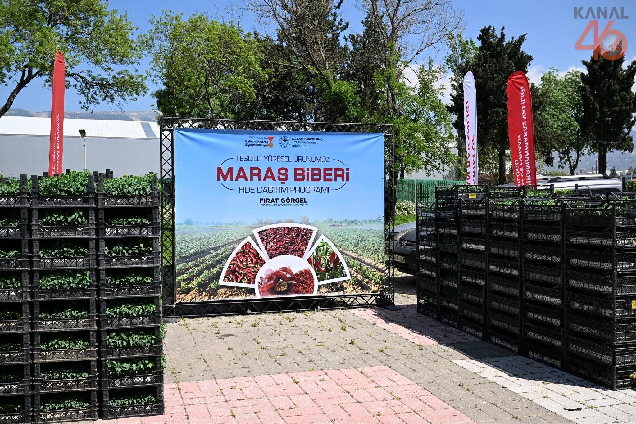 Kahramanmarasta Ciftciye Buyuk Piyango 500 Kisiye 100 Hibeli Maras Biberi Fidesi Dagitildi 1