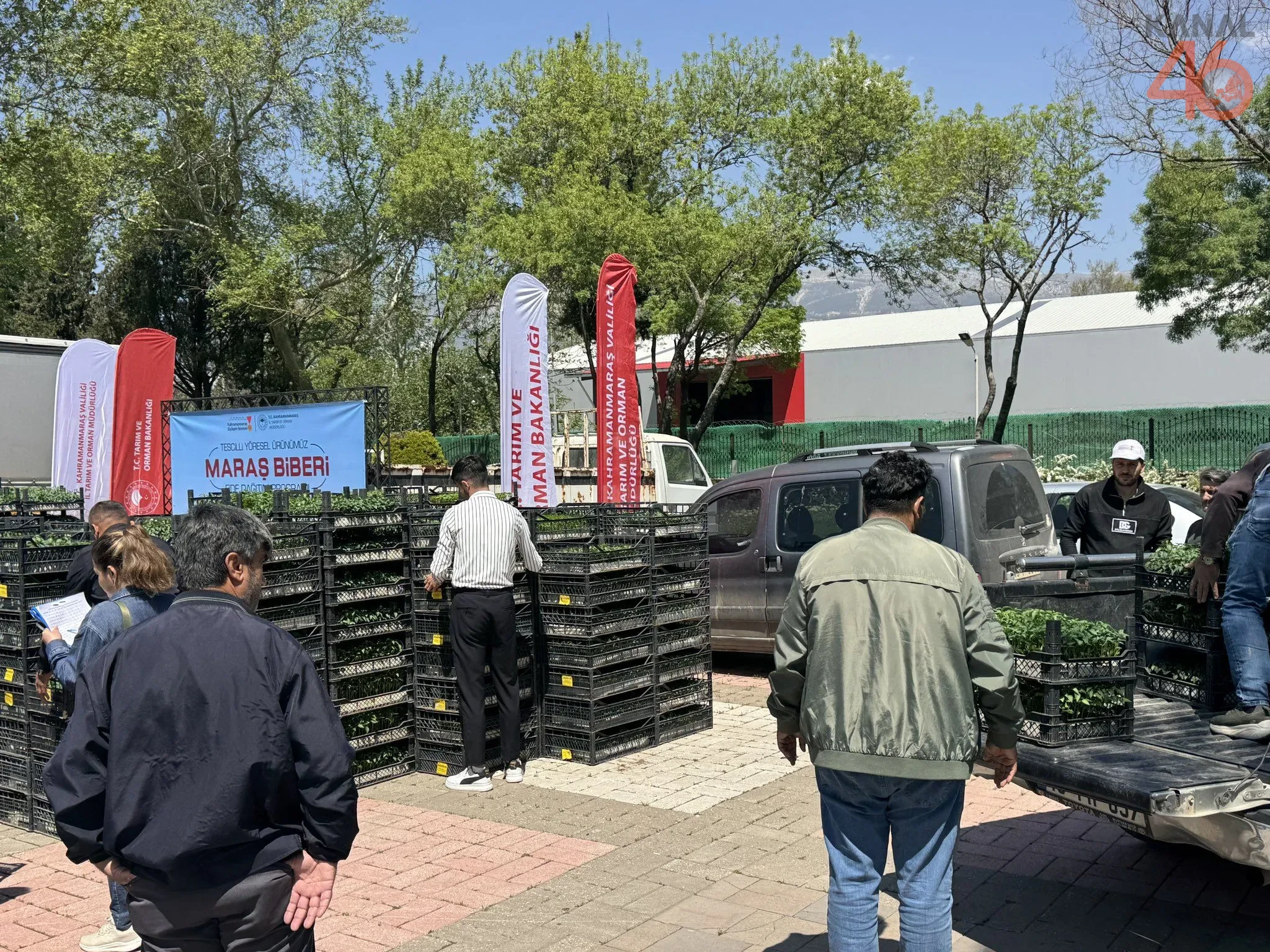 Kahramanmarasta Ciftciye Buyuk Piyango 500 Kisiye 100 Hibeli Maras Biberi Fidesi Dagitildi 3
