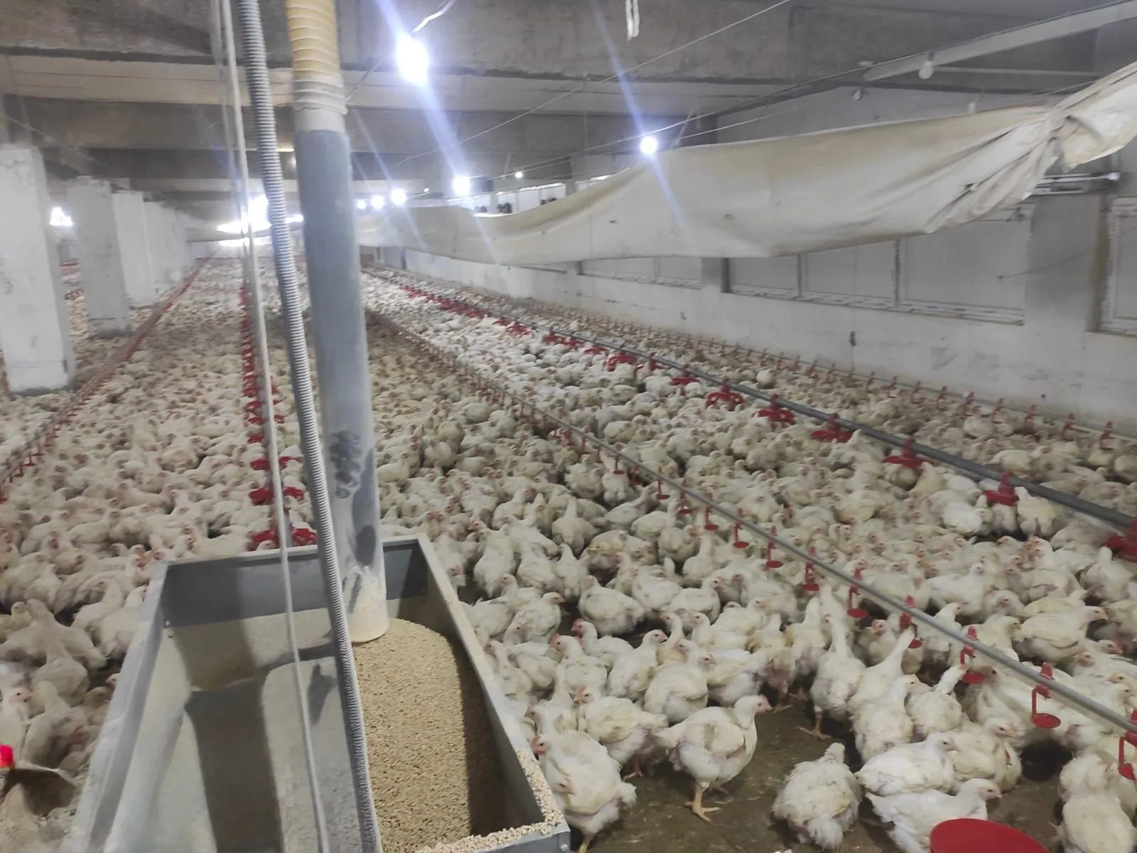 Kahramanmarasta Kanatli Isletmelerine Siki Denetim 2