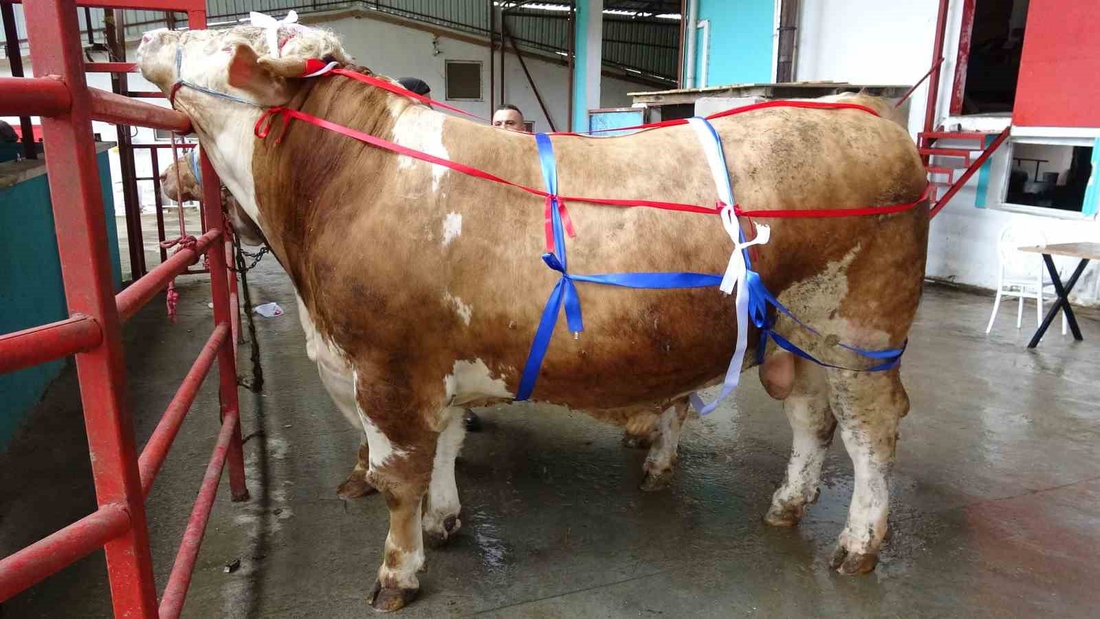 Kahramanmaraş'ta Kurban Bayramı öncesi cepler fena yanacak!