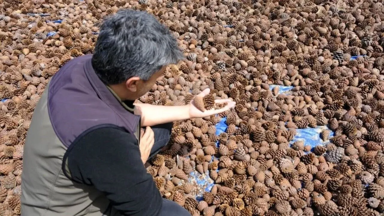 Kahramanmarasta Milyonlarca Tohum Sahaya Iniyor 3